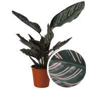 Calathea S R